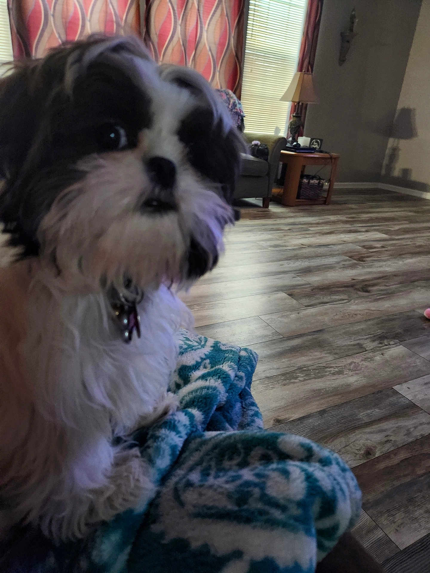 Mocha