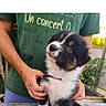 Buddy a rejoint le concours — aidez-le/la à gagner de superbes lots ! puppy, dog, animal, pet, cute, fluffy, fur, table, wood, person, hands, green_shirt, outdoor, nature, curious, young, adorable, companion, friendly, domestic_animal