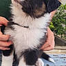 Buddy participe au concours pour gagner de l'argent avec cette photo : puppy, dog, pet, animal, cute, fluffy, outdoor, greenery, person, hands, wooden_table, black_and_white, brown, curious, young_animal, portrait, sitting, head_tilt, fur, companion