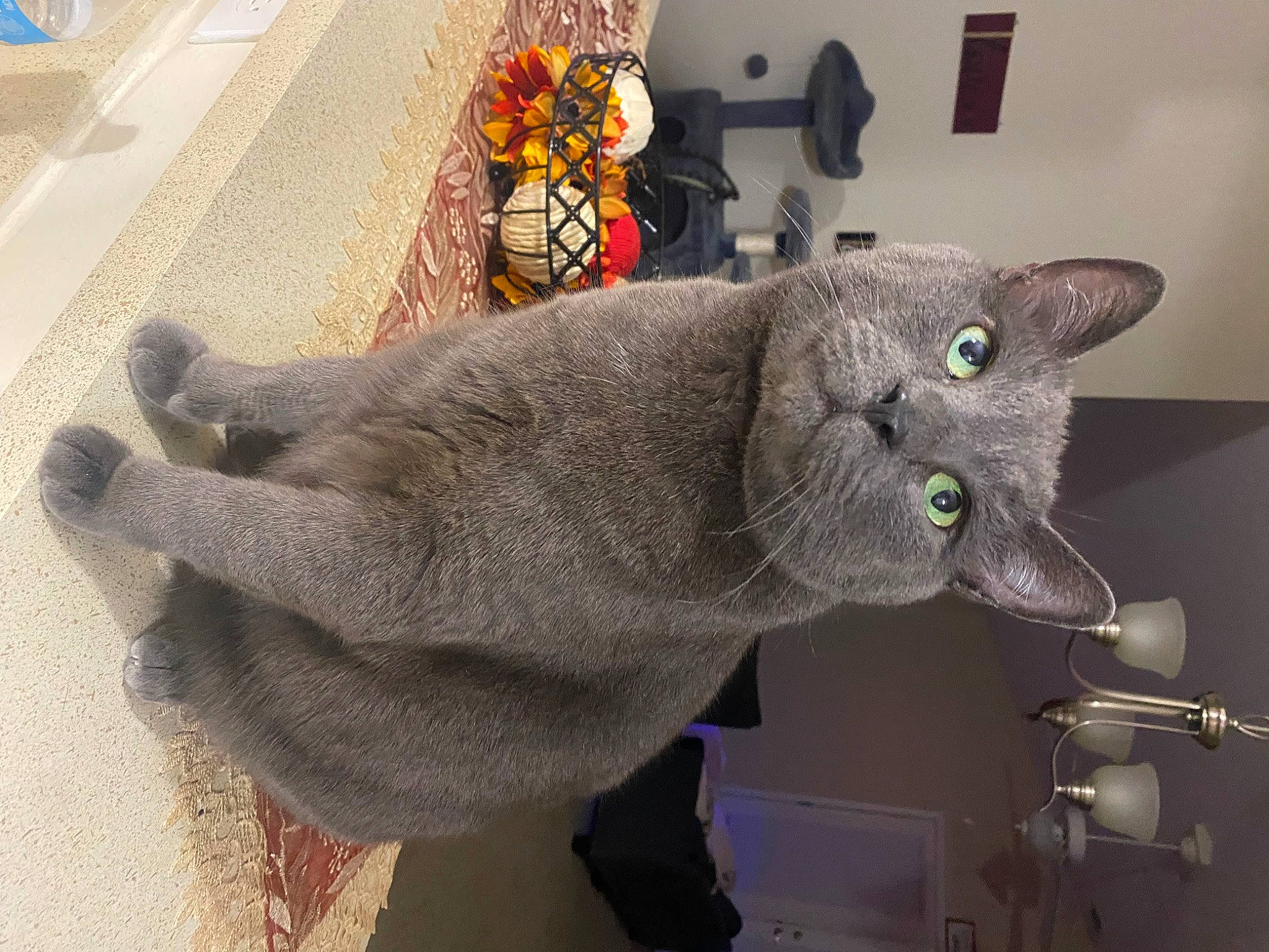 Milo joined the competition — help win amazing prizes! carnivore, cat, comfort, domestic_short_haired_cat, felidae, fur, grey, russian_blue, small_to_medium_sized_cats, stuffed_toy, tail, whiskers, window, wool, woven_fabric