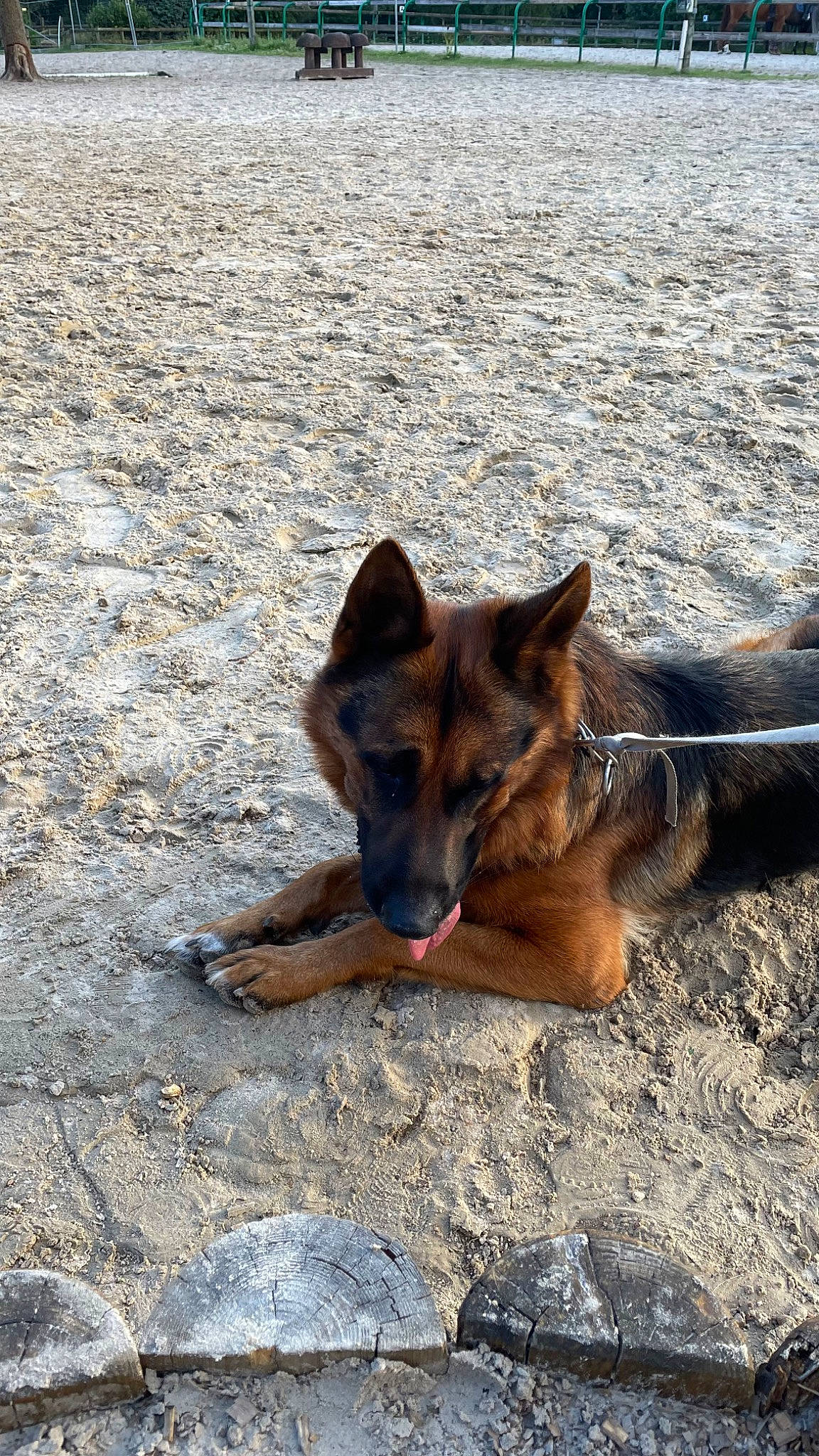 Falco participe au concours pour gagner de l'argent avec cette photo : canidae, canis, carnivore, dog, dog_breed, dog_supply, east_european_shepherd, fawn, fur, herding_dog, king_shepherd, old_german_shepherd_dog, road_surface, snout, sporting_group, street_dog, terrestrial_animal, wildlife, working_animal, working_dog