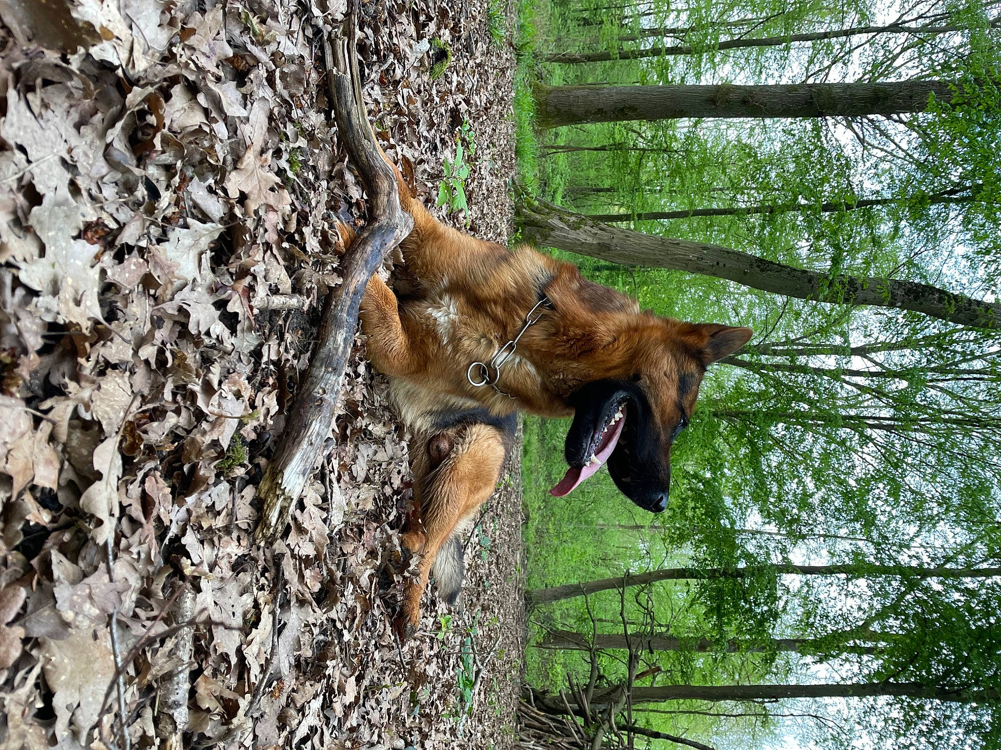 Falco a rejoint le concours — aidez-le/la à gagner de superbes lots ! bat, biting, canidae, dog_breed, fawn, forest, goat_antelope, goats, grass, liver, livestock, organism, plant, sporting_group, terrestrial_animal, tree, trunk, twig, wildlife, wood