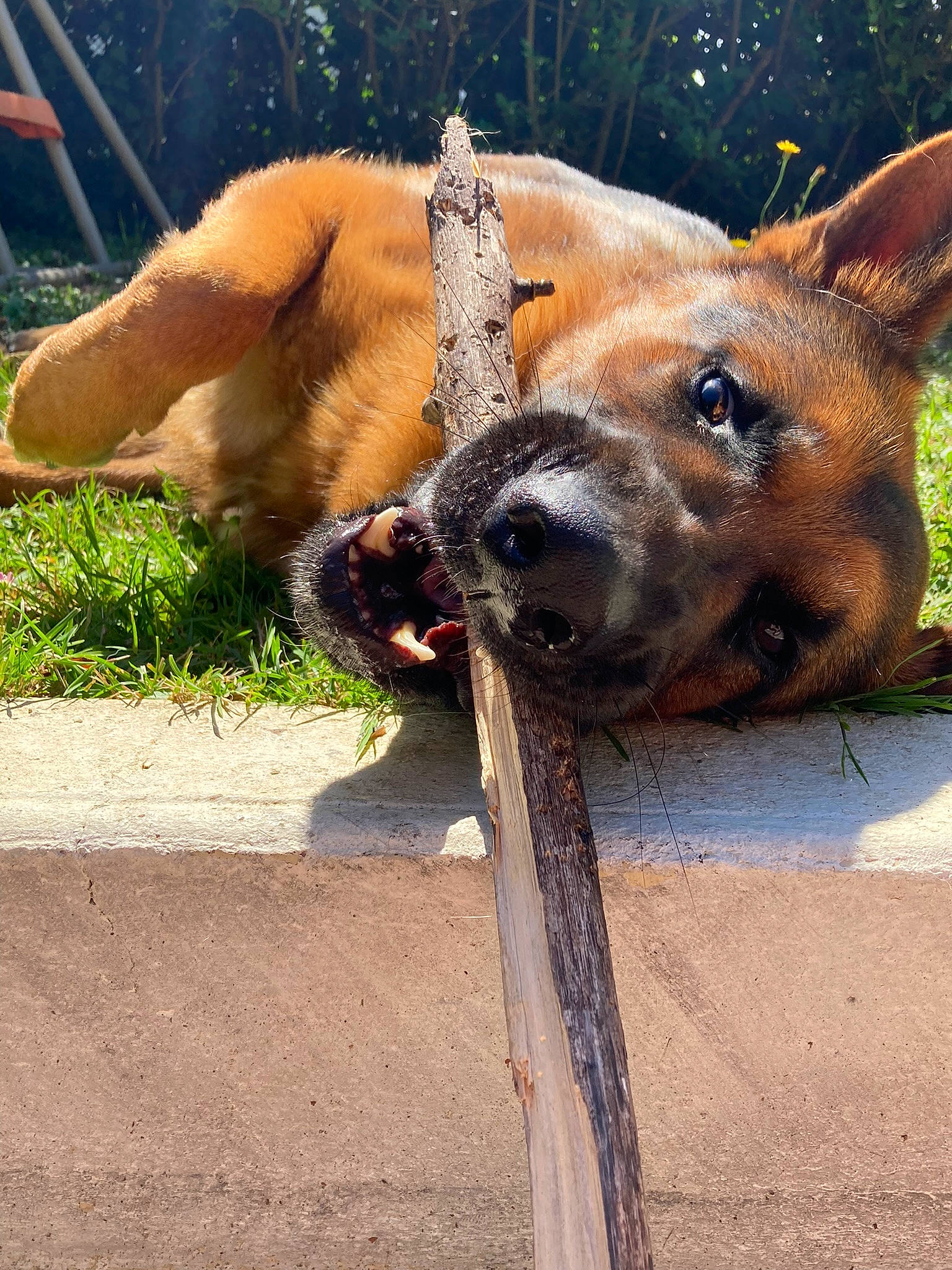 Falco participe au concours pour gagner de l'argent avec cette photo : canidae, carnivore, collar, companion_dog, dog, dog_breed, dog_collar, dog_supply, fawn, fur, grass, liver, pet_supply, plant, snout, sporting_group, tail, whiskers, wildlife, working_animal