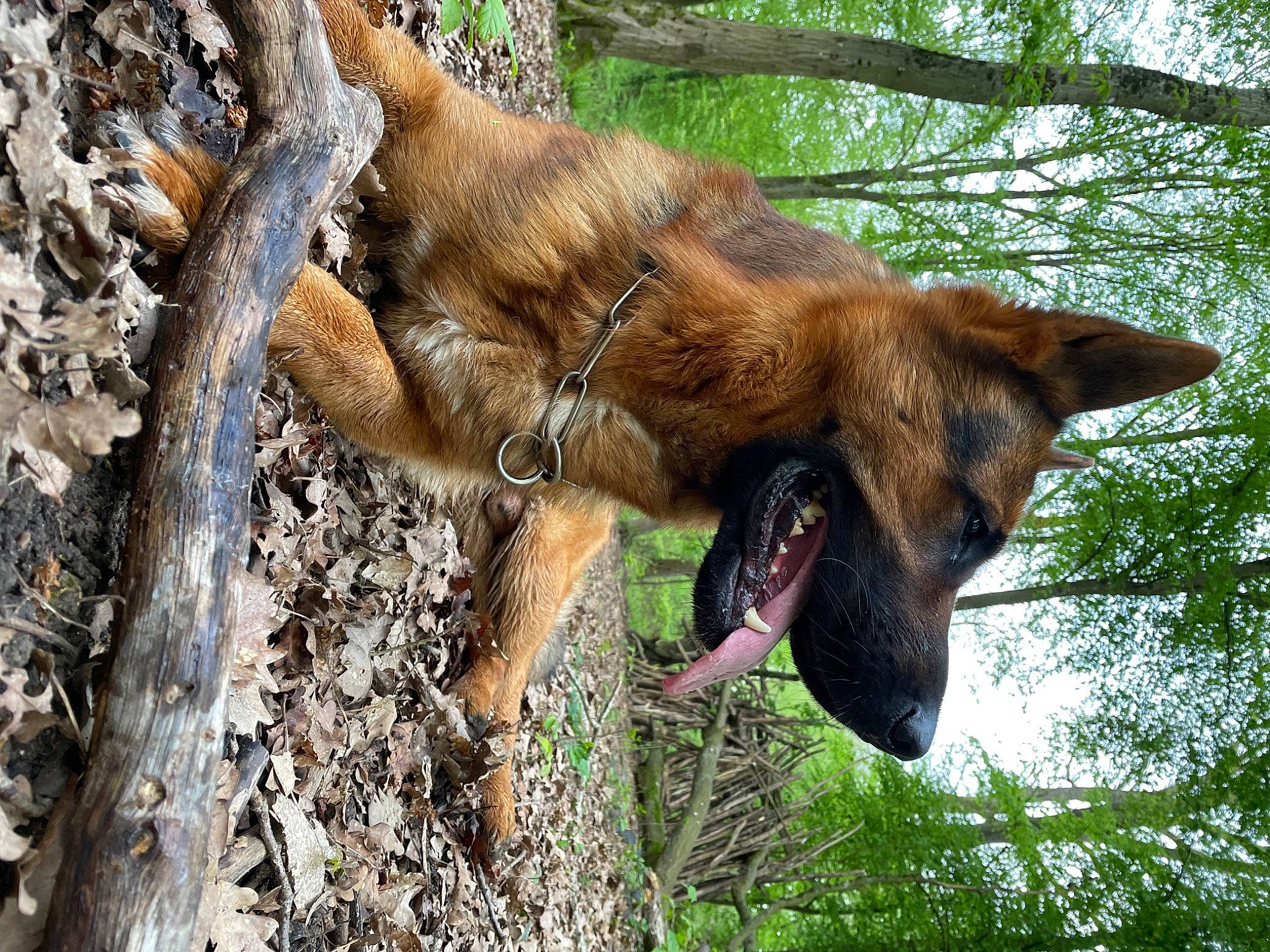 Falco participe au concours pour gagner de l'argent avec cette photo : biting, canidae, carnivore, collar, dog, dog_breed, fawn, german_shepherd_dog, gesture, liver, old_german_shepherd_dog, plant, snout, sporting_group, tail, terrestrial_animal, tree, trunk, wildlife, working_animal