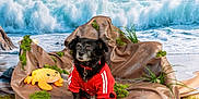 Buff is registered to the contest to win money with this photo: beach, black_dog, dog, fantasy, grass, moss, nature, ocean_wave, outdoor, plush_toy, portrait, red_jacket, rocks, sand, sea_shells, throne, toy_crab, toy_octopus, treasure_chest, water