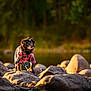 Buff joined the competition — help win amazing prizes! dog, plaid_shirt, rock, riverbed, outdoor, nature, forest, sunlight, golden_hour, animal, pet, small_dog, adventure, standing, fur, wildlife, scenic, cute, portrait, canine