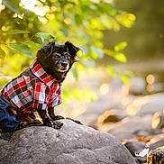 Buff is registered to the contest to win money with this photo: dog, black_dog, plaid_shirt, clothing, jeans, rock, outdoor, nature, leaf, greenery, sunlight, bokeh, portrait, pet, animal, sitting, cute, small_dog, fur, daylight