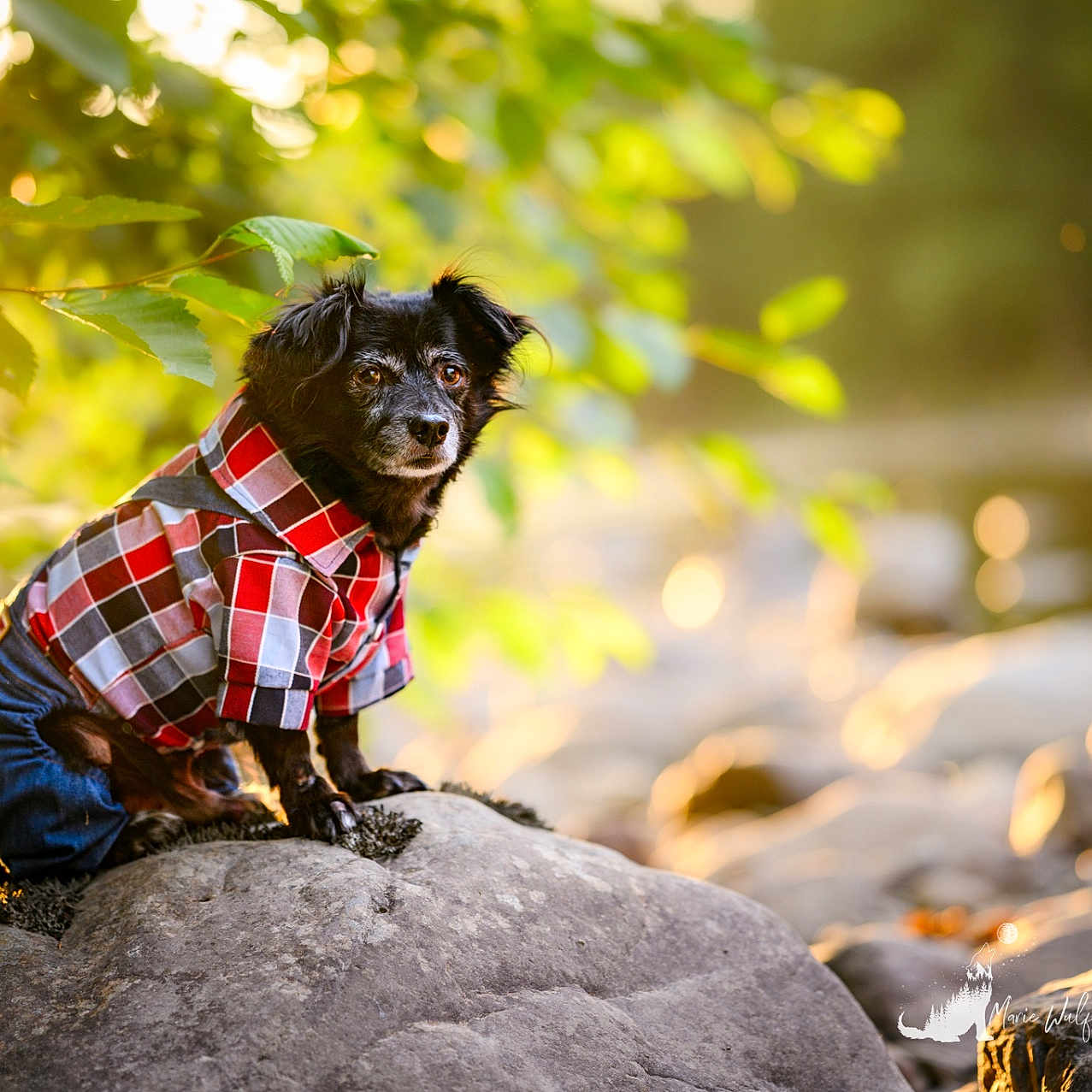 Buff is registered to the contest to win money with this photo: animal, black_dog, bokeh, clothing, cute, daylight, dog, fur, greenery, jeans, leaf, nature, outdoor, pet, plaid_shirt, portrait, rock, sitting, small_dog, sunlight