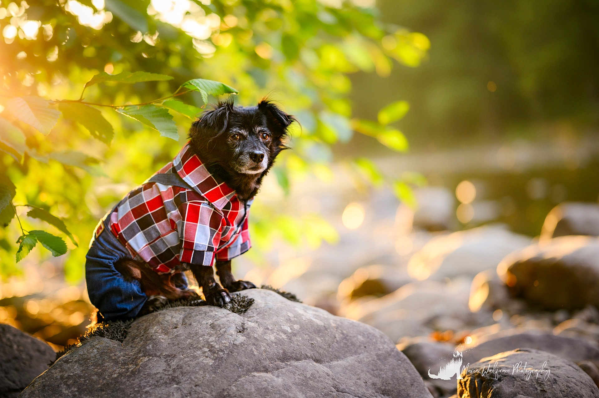 Buff is registered to the contest to win money with this photo: dog, black_dog, plaid_shirt, clothing, jeans, rock, outdoor, nature, leaf, greenery, sunlight, bokeh, portrait, pet, animal, sitting, cute, small_dog, fur, daylight