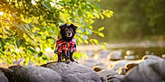 Buff is registered to the contest to win money with this photo: dog, black_dog, plaid_shirt, rock, rocks, riverbed, green_leaves, sunlight, outdoor, nature, animal, pet, small_dog, standing, forest, scenery, daylight, fur, mammal, canine