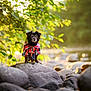 dog, black_dog, plaid_shirt, rock, rocks, riverbed, green_leaves, sunlight, outdoor, nature, animal, pet, small_dog, standing, forest, scenery, daylight, fur, mammal, canine