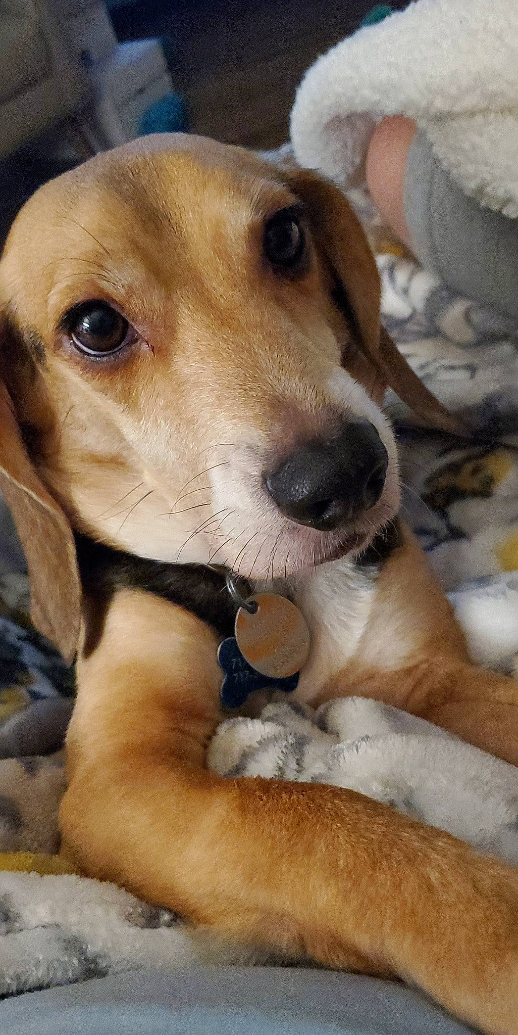 Sampson joined the competition — help win amazing prizes! beagador, beagle, canidae, carnivore, companion_dog, dog, dog_breed, estonian_hound, fawn, harrier, lurcher, mammal, puppy, rare_breed_dog, saluki, snout, sporting_group, street_dog, vertebrate, whiskers