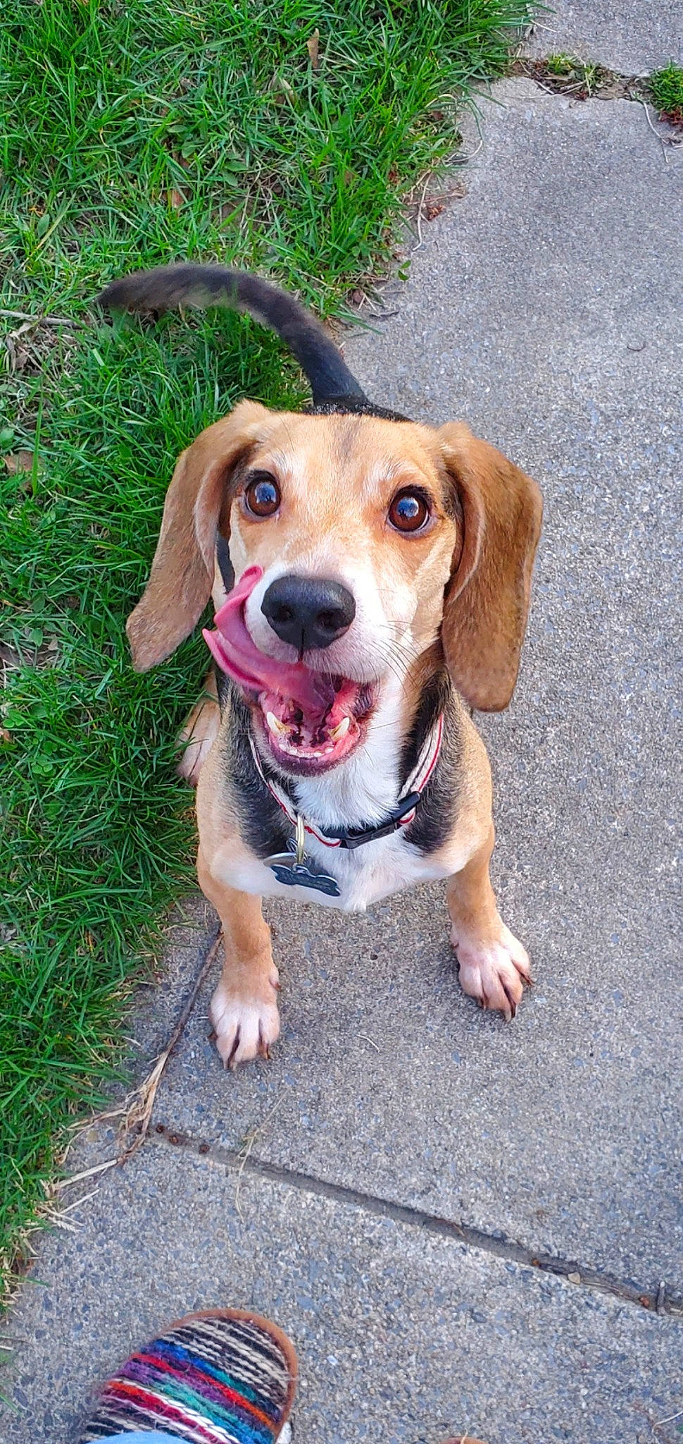 Sampson joined the competition — help win amazing prizes! beagador, beagle, beagle_harrier, canidae, carnivore, companion_dog, dog, dog_breed, english_coonhound, fawn, harrier, hound, hunting_dog, mammal, pocket_beagle, puppy, rare_breed_dog, snout, treeing_walker_coonhound, vertebrate