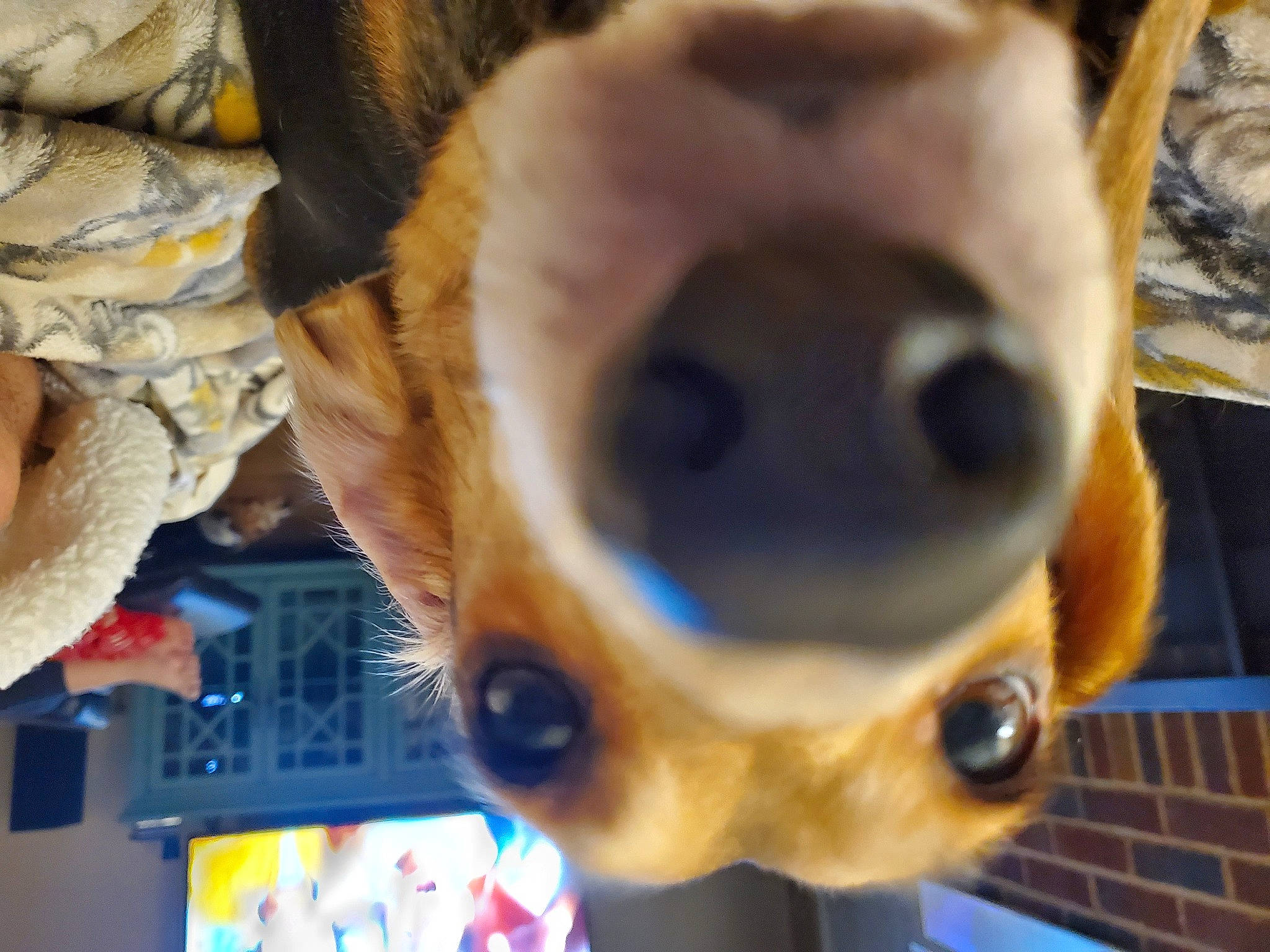 Sampson is registered to the contest to win money with this photo: canidae, carnivore, dog, dog_breed, ear, eye, fawn, jaw, nose, puppy, snout