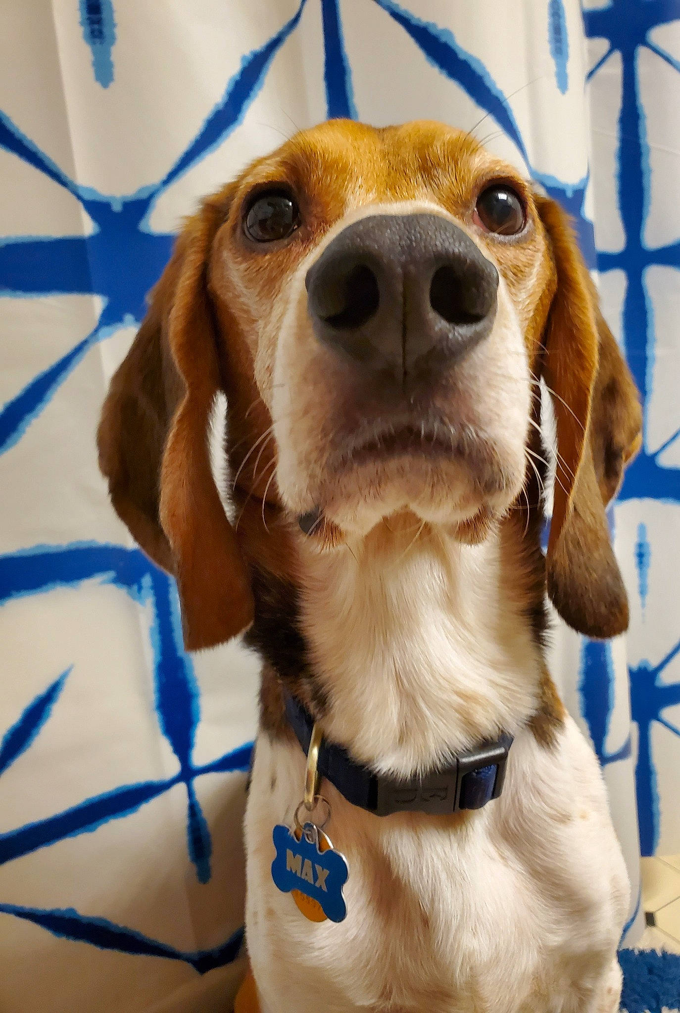 Max is registered to the contest to win money with this photo: american_foxhound, beagador, beagle, canidae, carnivore, companion_dog, dog, dog_breed, english_coonhound, harrier, hound, hunting_dog, mammal, pocket_beagle, rare_breed_dog, snout, sporting_group, treeing_walker_coonhound, vertebrate, whiskers