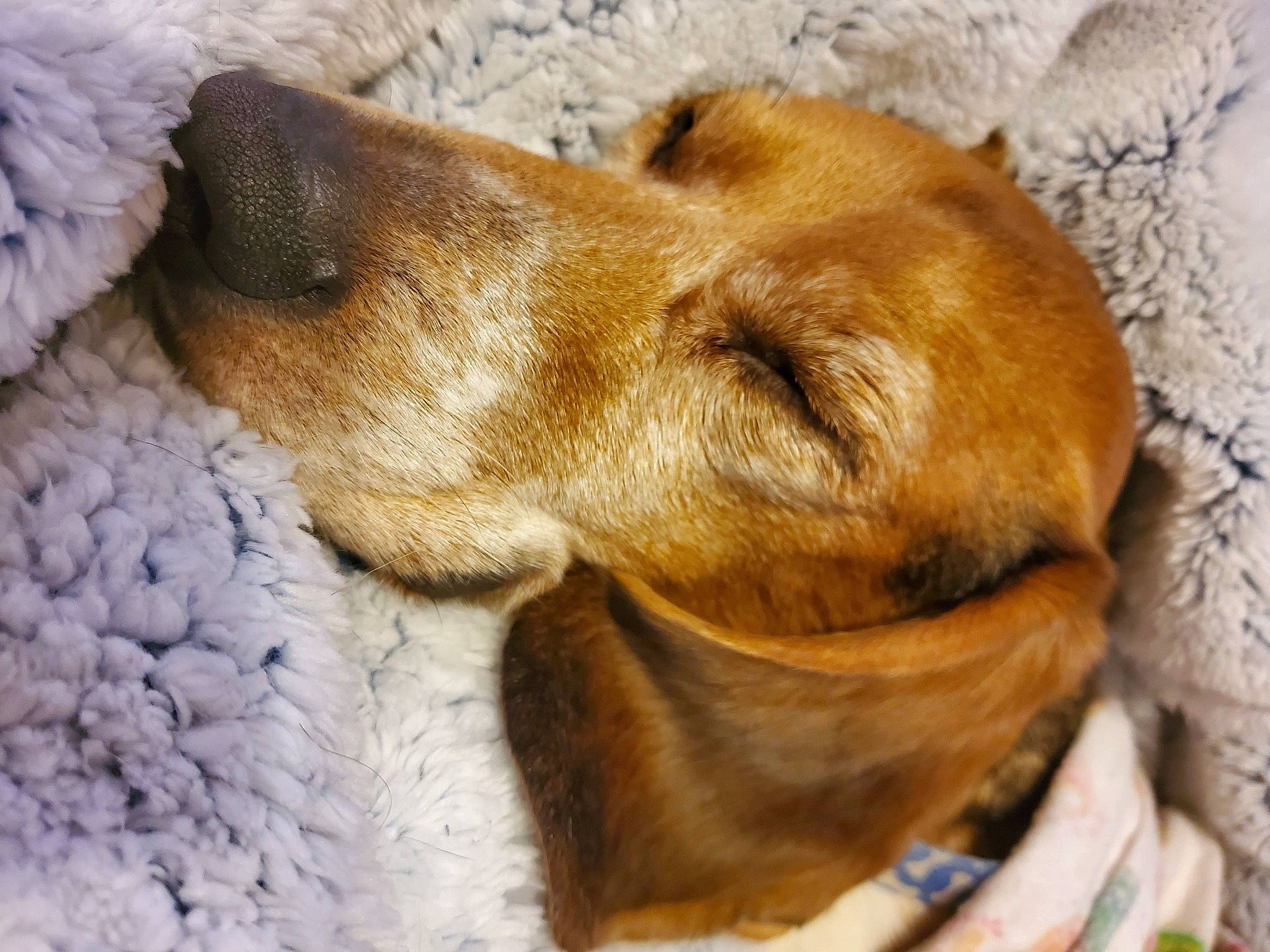 Max joined the competition — help win amazing prizes! canidae, carnivore, companion_dog, dog, dog_breed, fawn, fur, mammal, nap, puppy, snout