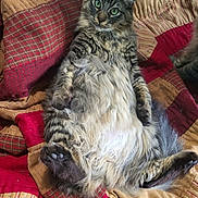 Luke joined the competition — help win amazing prizes! animal, cat, comfortable, cozy, cute, domestic_cat, feline, fluffy, fur, green_eyes, indoor, lying_down, patchwork_quilt, paws, pet, relaxed, resting, soft, tabby, whiskers