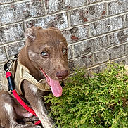 Anakin joined the competition — help win amazing prizes! dog, puppy, brown_fur, blue_eyes, red_leash, harness, green_shrubbery, brick_wall, outdoor, tongue_out, playful, pet, animal, canine, young_dog, sitting, rocks, nature, fur, close_up