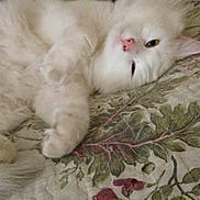 Müsic is registered to the contest to win money with this photo: animal, bed, cat, cozy, cute, domestic_animal, feline, floral_pattern, fluffy, fur, home, indoor, lying_down, paw, pet, quilt, relaxed, resting, sleepy, white_cat