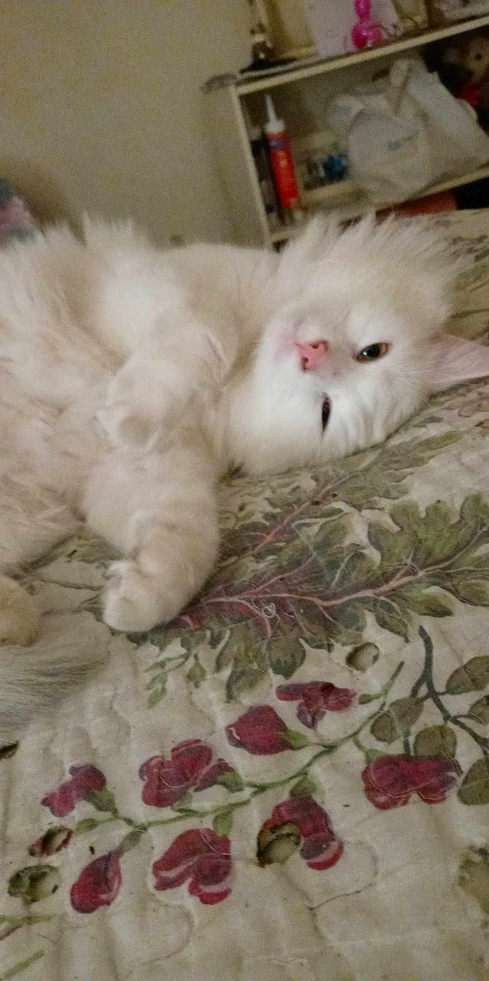 Müsic is registered to the contest to win money with this photo: animal, bed, cat, cozy, cute, domestic_animal, feline, floral_pattern, fluffy, fur, home, indoor, lying_down, paw, pet, quilt, relaxed, resting, sleepy, white_cat