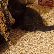 Thunder joined the competition — help win amazing prizes! kitten, black_cat, carpet, indoor, furniture, couch, wicker_basket, towel, curious, small_animal, pet, floor, corner, container, home, animal, cute, feline, young, cozy