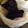 kitten, black_cat, bucket, plastic_bag, hand, indoor, carpet, wooden_furniture, pet, animal, curious, sitting, looking_up, close_up, domestic, cozy, small, cute, young, container
