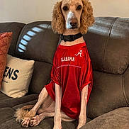 Finley Blake is registered to the contest to win money with this photo: dog, curly_ears, red_jersey, alabama, sitting, couch, indoor, pet, collar, fur, paws, portrait, looking_at_camera, living_room, pillow, sportswear, furniture, animal, cute, calm