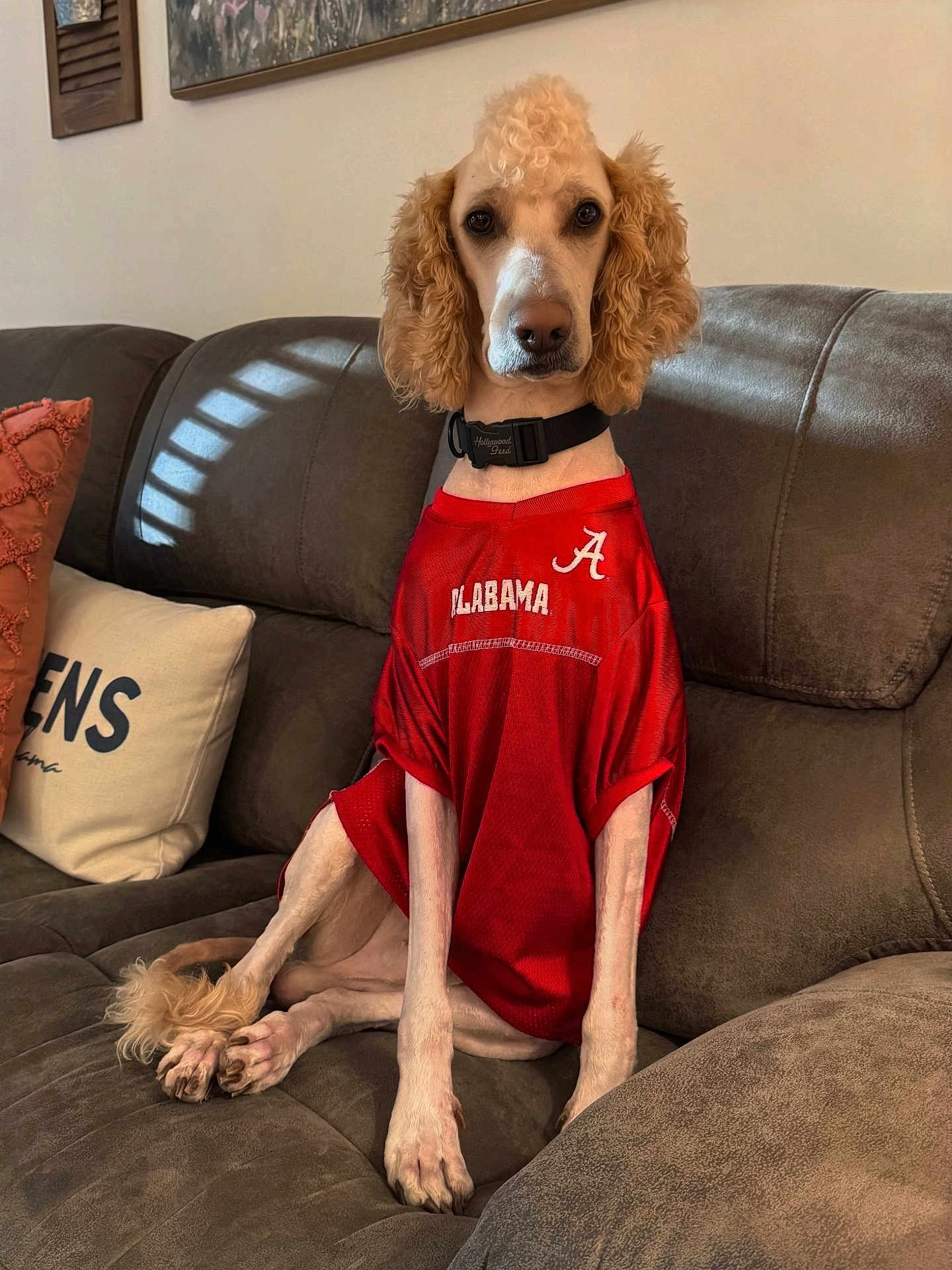 Finley Blake is registered to the contest to win money with this photo: dog, curly_ears, red_jersey, alabama, sitting, couch, indoor, pet, collar, fur, paws, portrait, looking_at_camera, living_room, pillow, sportswear, furniture, animal, cute, calm