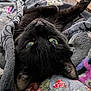 bedding, black_cat, blanket, cat, close_up, cozy, cute, feline, floral_pattern, fur, green_eyes, indoor, nap, pet, portrait, quilting, relaxed, soft_texture, upside_down, whiskers