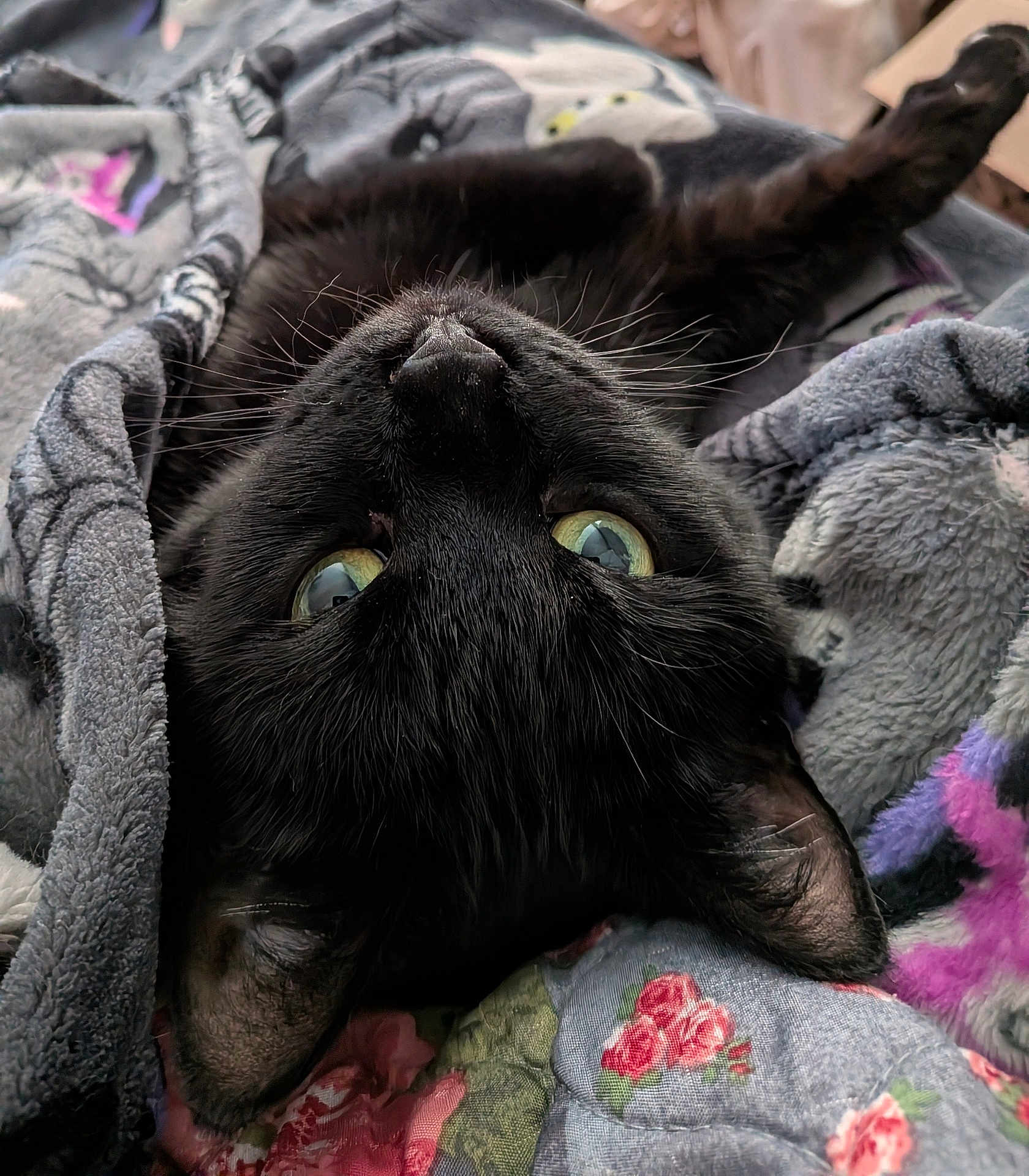 Raven joined the competition — help win amazing prizes! cat, black_cat, feline, close_up, green_eyes, whiskers, blanket, bedding, cozy, indoor, portrait, pet, fur, relaxed, upside_down, soft_texture, floral_pattern, quilting, nap, cute