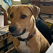 Duke joined the competition — help win amazing prizes! animal, background, brown_dog, casual, closeup, collar, cozy, curious, decor, dog, domestic_animal, framed_photos, furniture, home, indoor, pet, plant, relaxed, sitting, wooden_chest