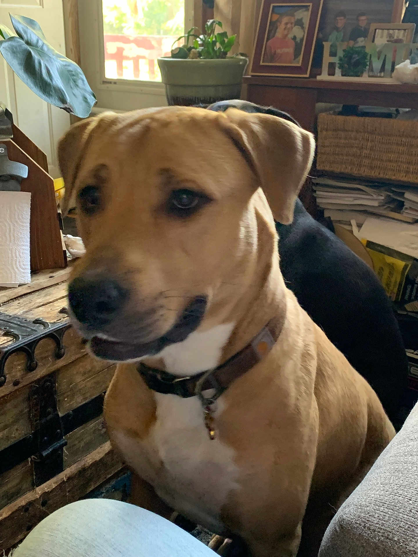 Duke joined the competition — help win amazing prizes! animal, background, brown_dog, casual, closeup, collar, cozy, curious, decor, dog, domestic_animal, framed_photos, furniture, home, indoor, pet, plant, relaxed, sitting, wooden_chest