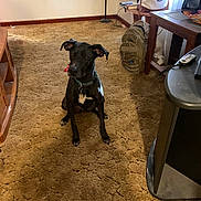 Hazard is registered to the contest to win money with this photo: backpack, black_dog, books, brown_carpet, carpet, curtains, dog, domestic, floor, furniture, handbag, indoor, lamp, pet_collar, pets, remote_control, room, sitting, table, wooden_furniture