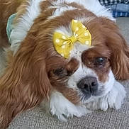 Annie is registered to the contest to win money with this photo: dog, bow, yellow_bow, polka_dot, carpet, brown_fur, white_fur, pet, cute, fluffy, lying_down, indoor, close_up, canine, animal, adorable, companion, soft_fur, resting, portrait