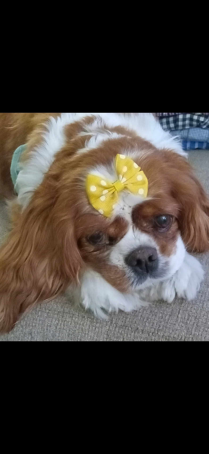 Annie is registered to the contest to win money with this photo: dog, bow, yellow_bow, polka_dot, carpet, brown_fur, white_fur, pet, cute, fluffy, lying_down, indoor, close_up, canine, animal, adorable, companion, soft_fur, resting, portrait