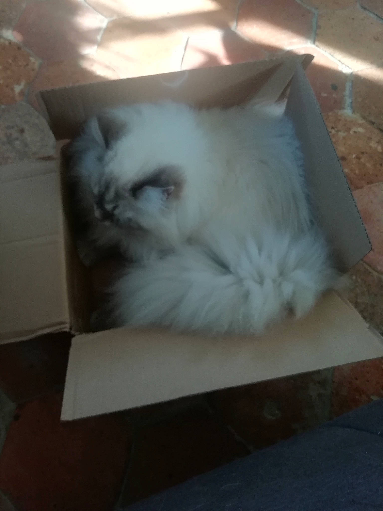 Smooky a rejoint le concours — aidez-le/la à gagner de superbes lots ! carnivore, cat, claw, comfort, companion_dog, domestic_short_haired_cat, fawn, felidae, flooring, fur, hardwood, nap, paw, room, small_to_medium_sized_cats, snout, tail, whiskers, wood