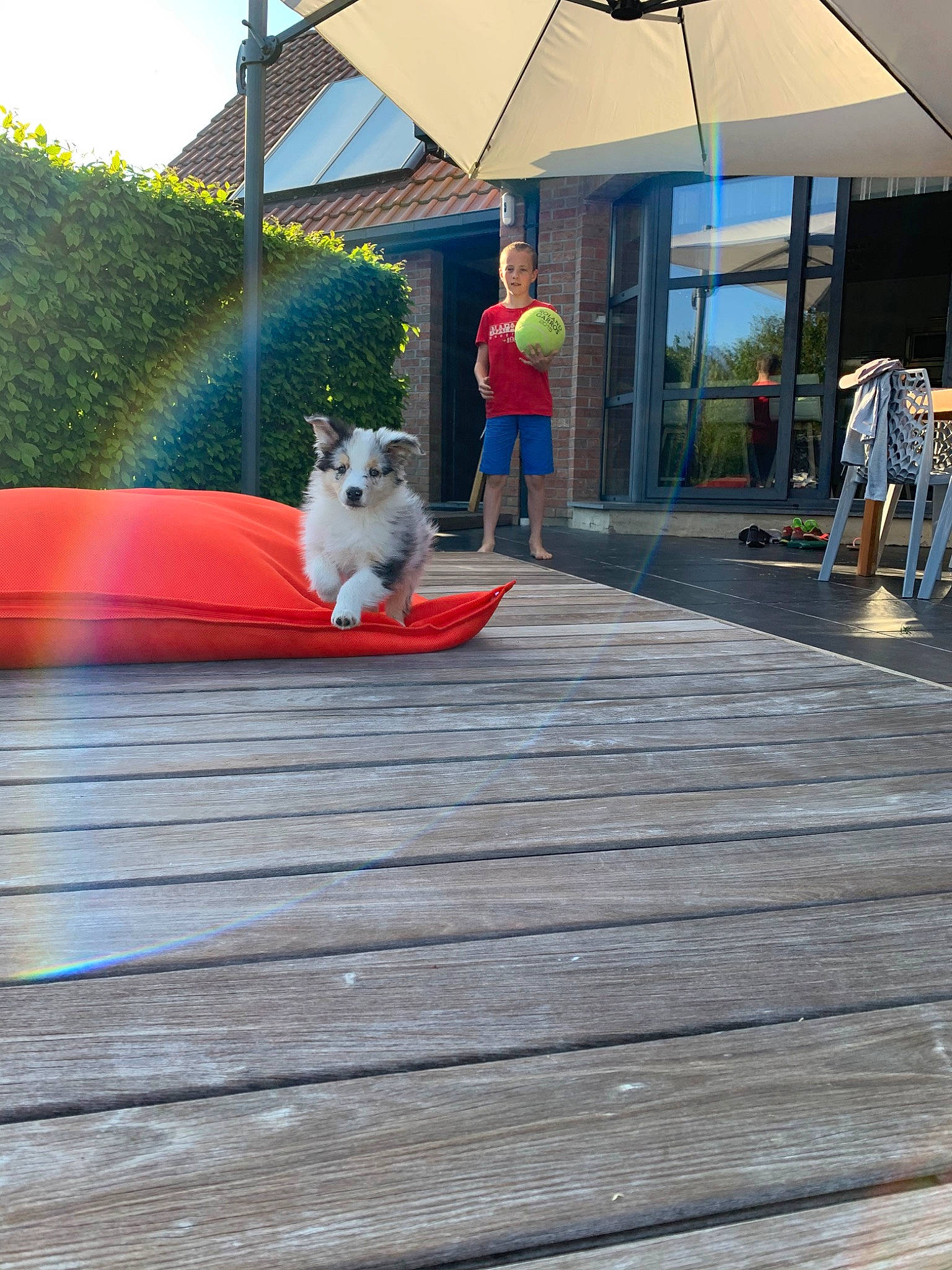 Rio participe au concours pour gagner de l'argent avec cette photo : asphalt, canidae, carnivore, companion_dog, deck, dog, fawn, floor, flooring, leisure, non_sporting_group, outdoor_structure, road_surface, roof, shiba_inu, sidewalk, spitz, walkway, wood