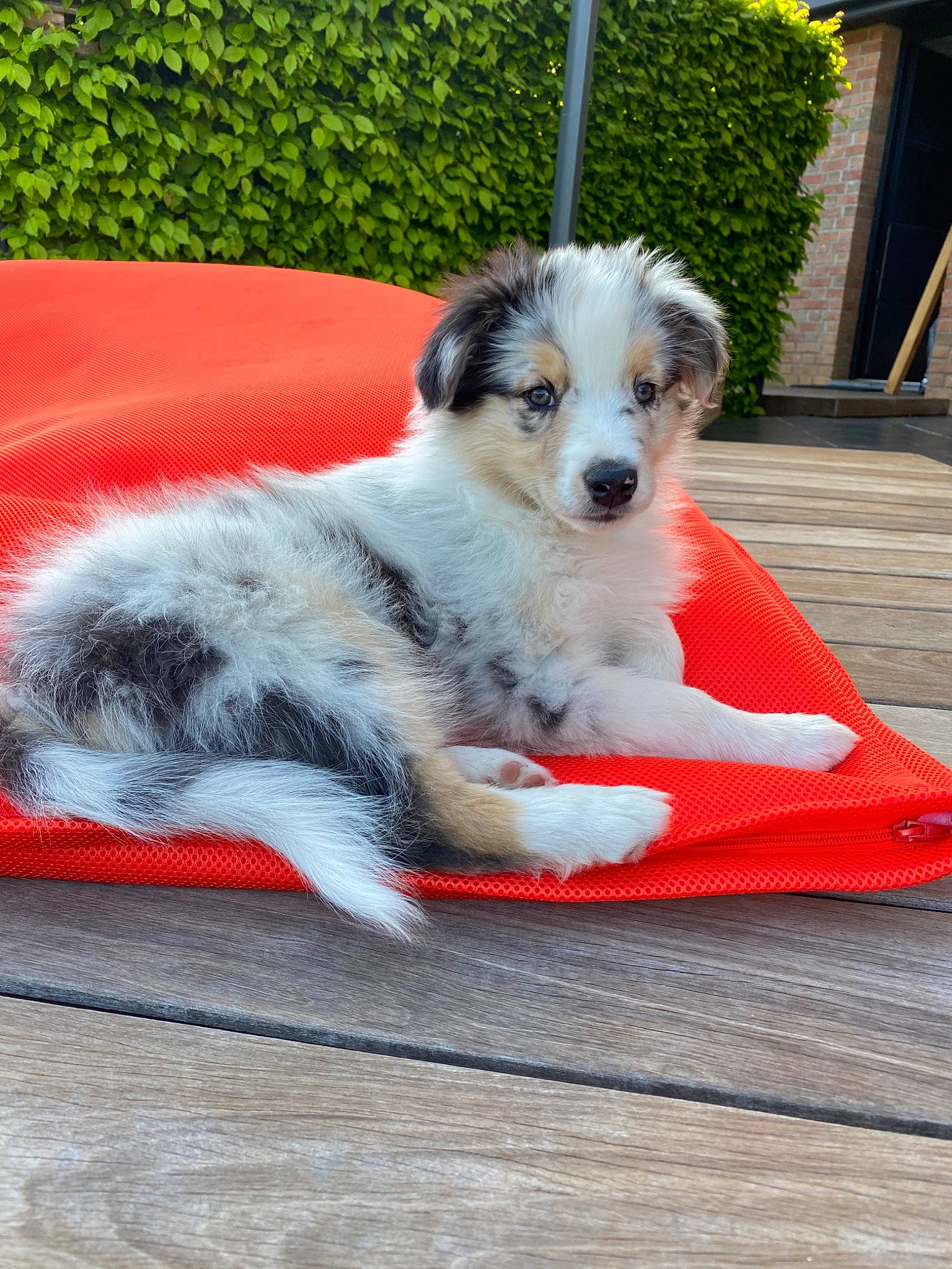 Rio participe au concours pour gagner de l'argent avec cette photo : australian_shepherd, canidae, carnivore, companion_dog, dog, dog_breed, mammal, miniature_australian_shepherd, puppy, rare_breed_dog, sporting_group, vertebrate