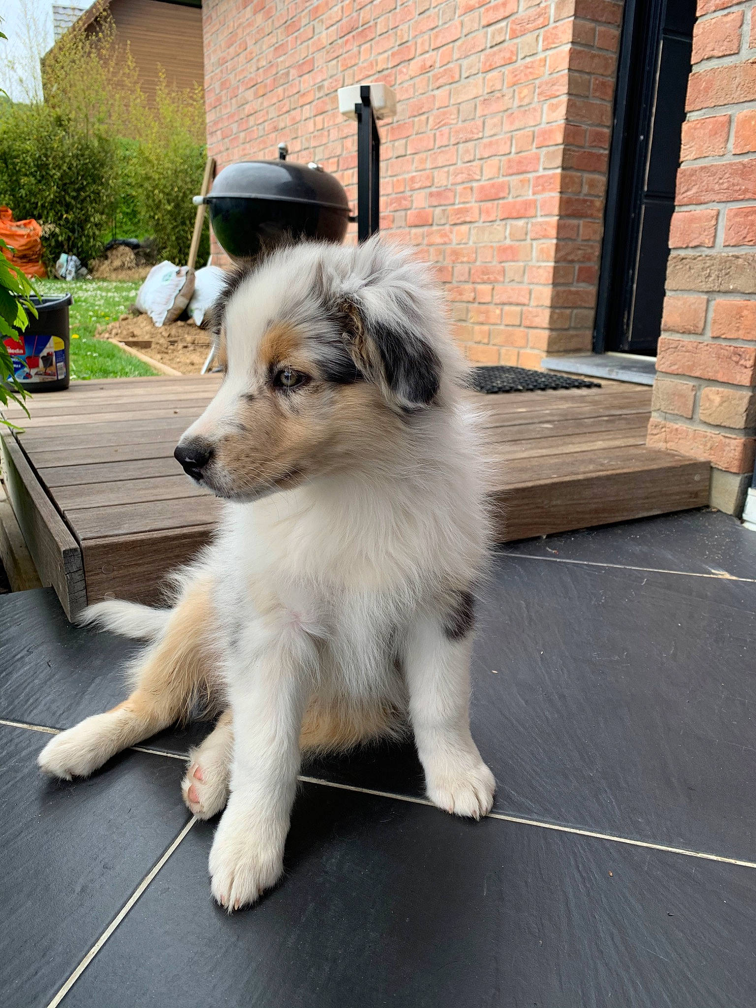 Rio a rejoint le concours — aidez-le/la à gagner de superbes lots ! australian_shepherd, border_collie, canidae, carnivore, companion_dog, dog, dog_breed, fawn, herding_dog, mammal, miniature_australian_shepherd, puppy, rare_breed_dog, sporting_group, vertebrate, working_dog