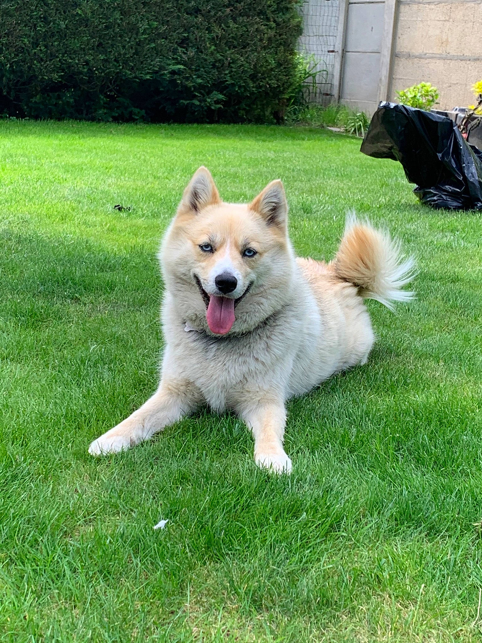 Mala a rejoint le concours — aidez-le/la à gagner de superbes lots ! akita, ancient_dog_breeds, canaan_dog, canidae, carnivore, companion_dog, dog, dog_breed, eurasier, finnish_spitz, german_spitz_klein, german_spitz_mittel, grass, greenland_dog, hokkaido, icelandic_sheepdog, lawn, mammal, norwegian_buhund, vertebrate