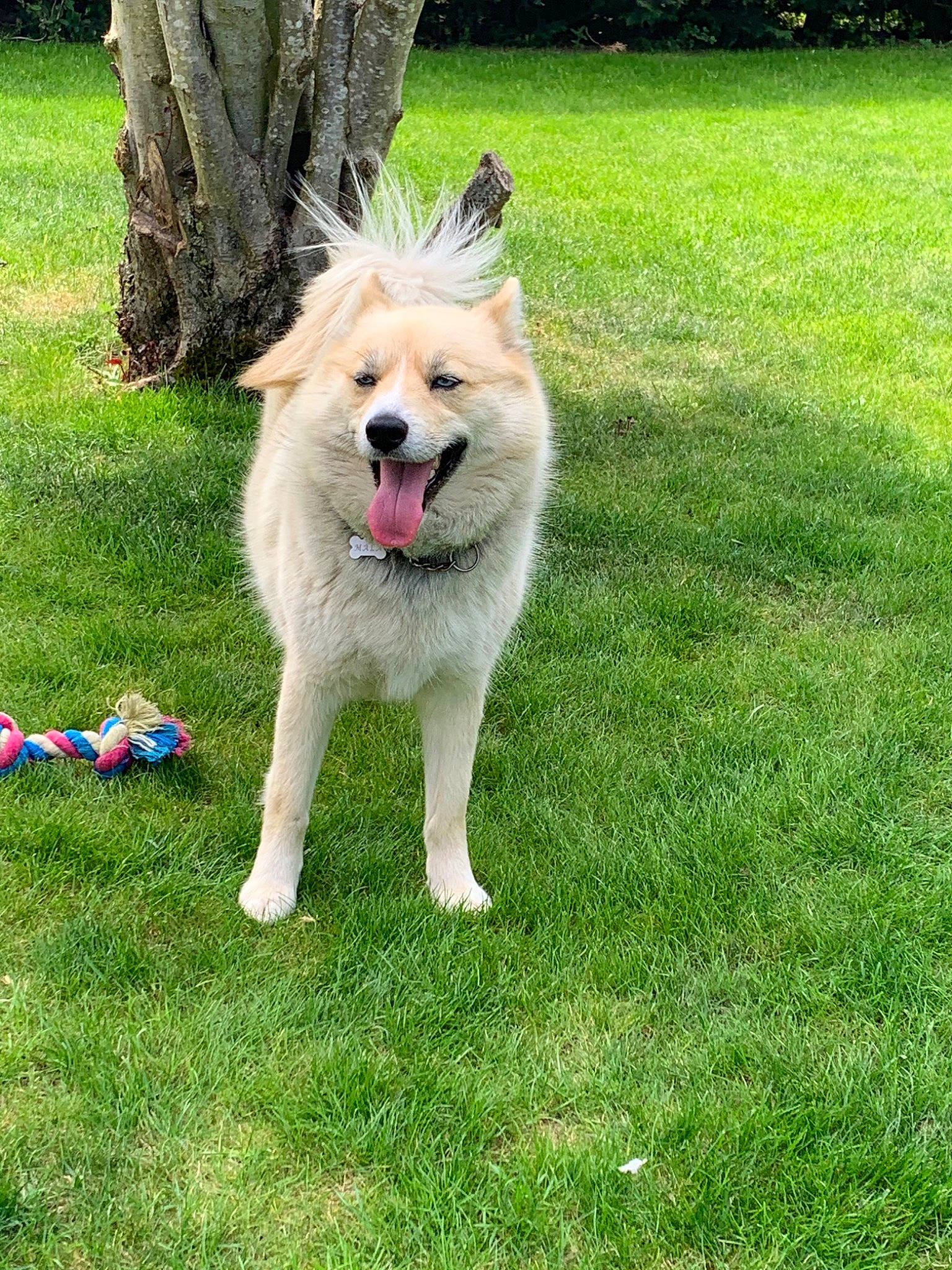 Mala participe au concours pour gagner de l'argent avec cette photo : canidae, carnivore, companion_dog, dog, dog_breed, elo, eurasier, fawn, german_spitz, german_spitz_klein, german_spitz_mittel, grass, icelandic_sheepdog, lawn, mammal, norwegian_buhund, pomeranian, rare_breed_dog, sporting_group, vertebrate