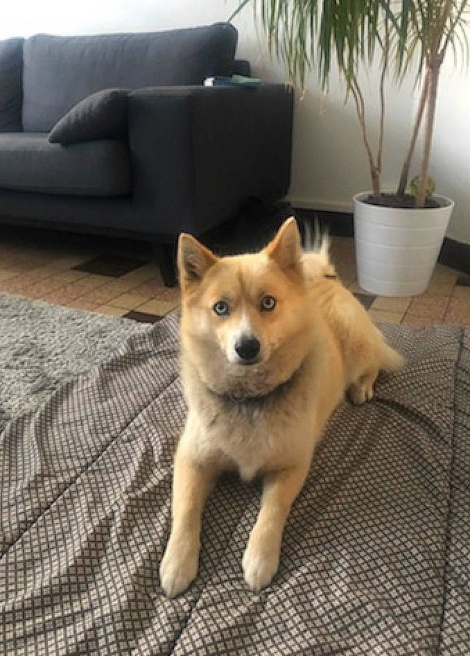 Mala participe au concours pour gagner de l'argent avec cette photo : akita, akita_inu, canaan_dog, canidae, carnivore, dog, dog_breed, fawn, finnish_spitz, hokkaido, icelandic_sheepdog, korean_jindo_dog, mammal, non_sporting_group, norwegian_buhund, puppy, rare_breed_dog, shiba_inu, spitz, vertebrate