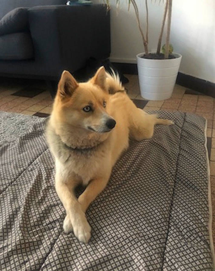 Mala participe au concours pour gagner de l'argent avec cette photo : akita_inu, ancient_dog_breeds, canaan_dog, canidae, carnivore, companion_dog, dog, dog_breed, fawn, finnish_spitz, german_spitz_mittel, korean_jindo_dog, mammal, non_sporting_group, norwegian_buhund, puppy, shiba_inu, shikoku, spitz, vertebrate