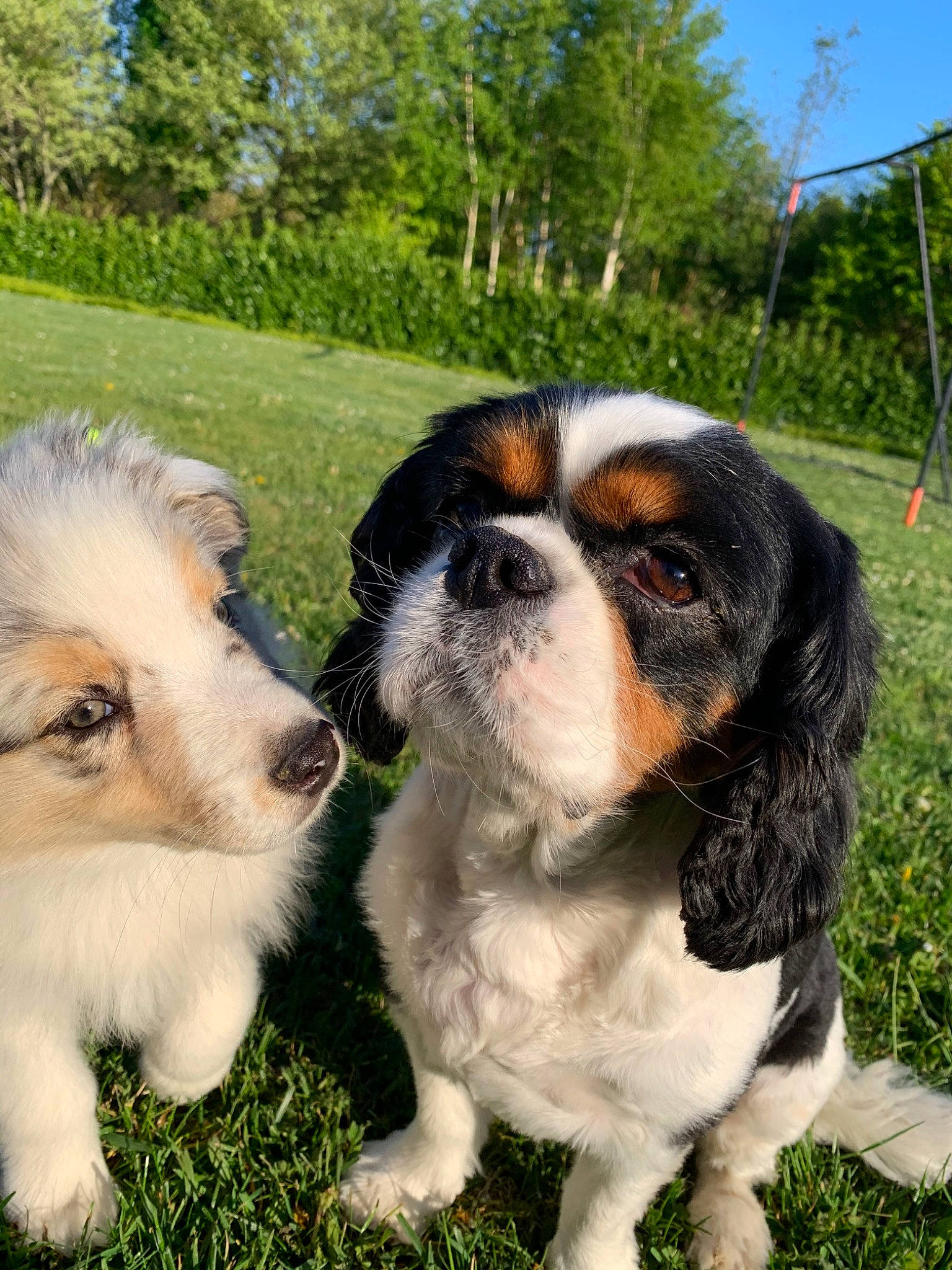 Jazz a rejoint le concours — aidez-le/la à gagner de superbes lots ! canidae, carnivore, cavalier, cavalier_king_charles_spaniel, cocker_spaniel, companion_dog, dog, dog_breed, grass, king_charles_spaniel, mammal, phalene, puppy, rare_breed_dog, snout, spaniel, sporting_group, toy_dog, vertebrate
