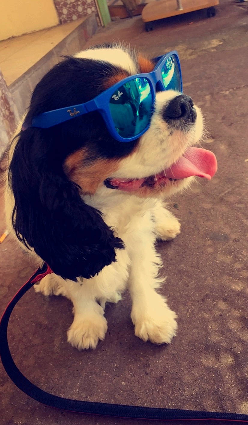 Jazz participe au concours pour gagner de l'argent avec cette photo : canidae, carnivore, cavalier_king_charles_spaniel, companion_dog, dog, dog_breed, eyewear, fur, glasses, goggles, king_charles_spaniel, nose, personal_protective_equipment, puppy, rare_breed_dog, snout, sporting_group, sunglasses, toy_dog, vision_care