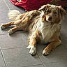 Aïdi a rejoint le concours — aidez-le/la à gagner de superbes lots ! dog, fluffy_dog, golden_dog, white_dog, brown_dog, lying_down, indoors, tile_floor, red_cushions, couch, home, pet, animal, fur, long_hair, floppy_ears, brown_eyes, white_chest, relaxed, portrait