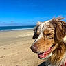 dog, beach, seaside, ocean, sand, sky, blue_sky, portrait, close_up, long_hair, brown_fur, white_fur, floppy_ears, closed_eyes, smiling, happy, outdoor, sunlight, collar, shoreline