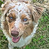 Aïdi a rejoint le concours — aidez-le/la à gagner de superbes lots ! dog, puppy, fluffy, long_hair, blue_eyes, open_mouth, tongue, happy, portrait, close_up, outdoor, grass, garden, nature, brown_and_white, fur, pet, looking_at_camera, playful, animal