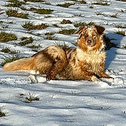 Aïdi a rejoint le concours — aidez-le/la à gagner de superbes lots ! dog, snow, winter, outdoor, fluffy, golden_fur, lying_down, portrait, animal, pet, grass, snowy_field, sunlight, brown, cream, face, ears, tail, cold_weather, nature