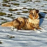 dog, snow, winter, outdoor, fluffy, golden_fur, lying_down, portrait, animal, pet, grass, snowy_field, sunlight, brown, cream, face, ears, tail, cold_weather, nature